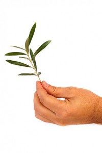 OliveBranch